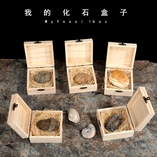 三叶虫菊石海蚌古海洋生物与化石标本礼盒子