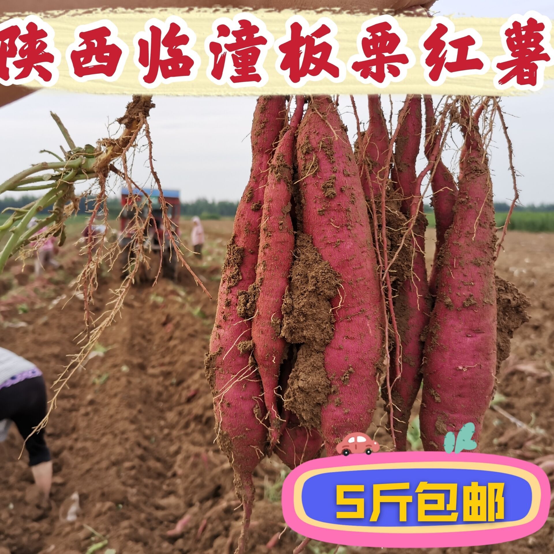 新鲜红薯陕西临潼产地直销山芋
