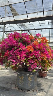 老庄多色泰国雀三角梅勤花好养室内室外都可以养，原盆原土发货