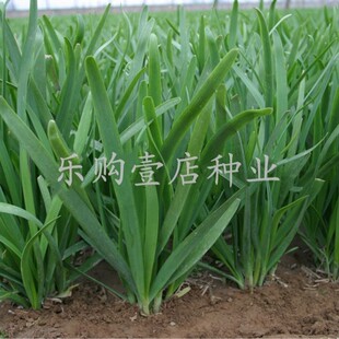 四季盆栽细叶香韭菜种子宽叶791雪韭紫红根韭菜种籽耐寒蔬菜种孑