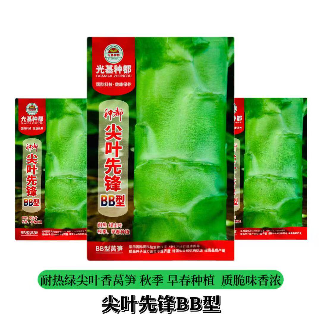 耐热尖叶莴苣种子种籽皮浅绿白肉嫩绿质脆味香浓新选育香莴笋种孑