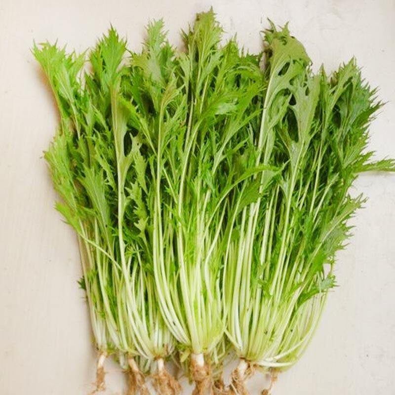 京水菜籽雪里红种子细叶雪里蕻籽秋季雪菜蔬菜种孑阳台盆栽菜种籽