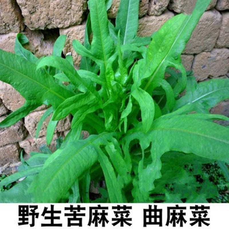 苦菜种子种籽 野菜曲麻菜苦麦菜苦苣蔬菜四季阳台盆栽籽种孑
