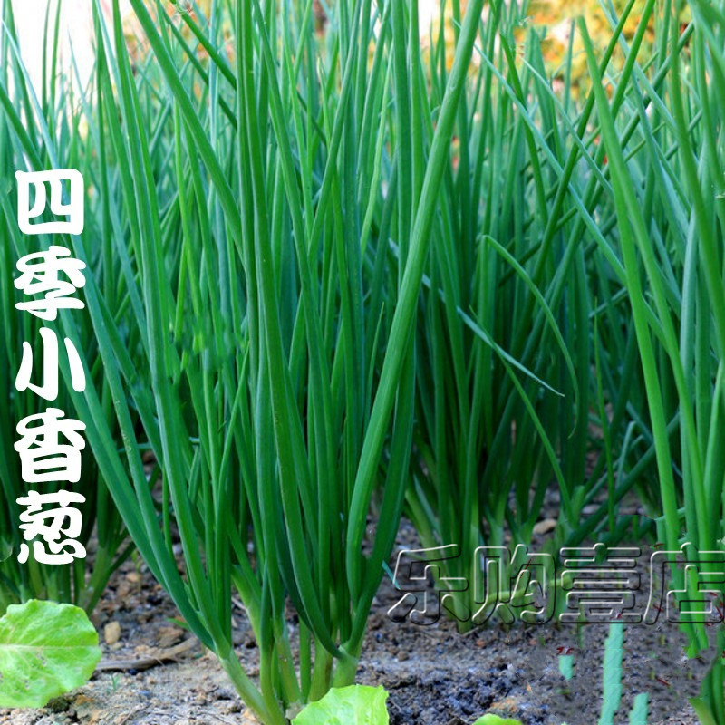 阳台盆栽大葱小葱种子