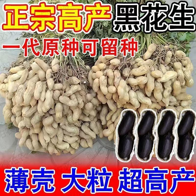 高产黑花生种子富硒黑皮带壳花生图片