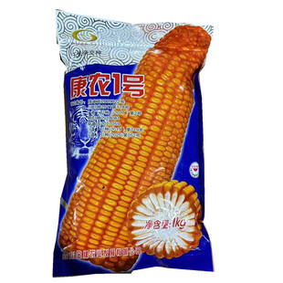康龙1号 春播杂交玉米种子  苞谷中晚熟黄籽白轴半马齿型包谷种子