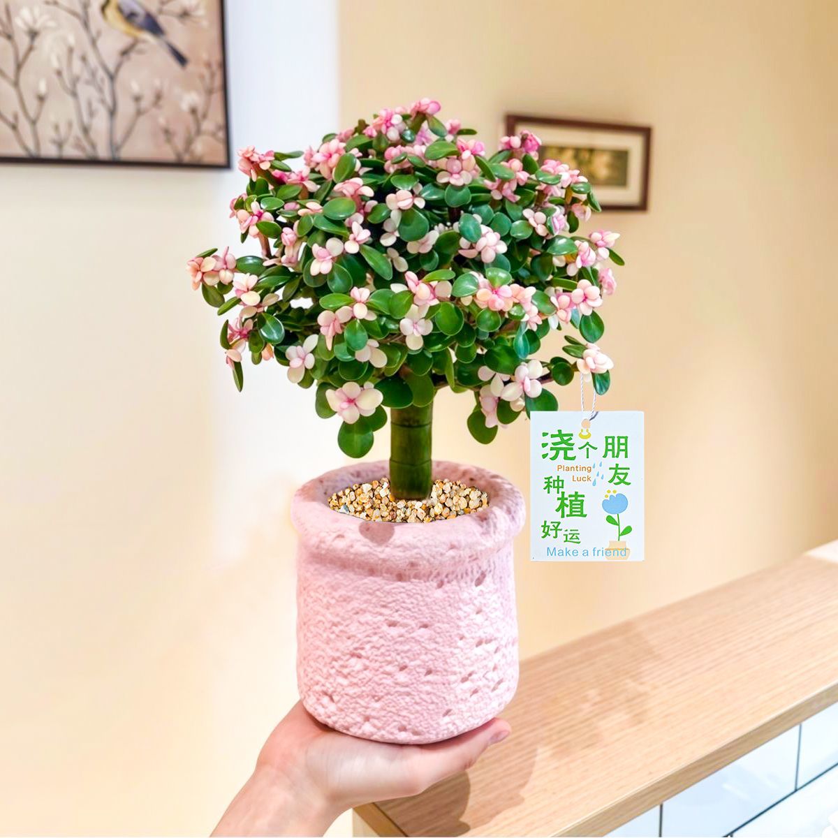 金枝玉叶棒棒糖造型老桩多肉植物四季开花室内阳台绿植花卉盆栽图片