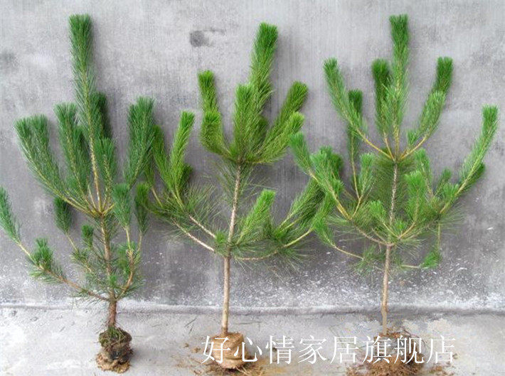 黑松苗 油松苗 做盆景的素材 黑松小苗 小苗 庭院绿植苗 盆栽苗