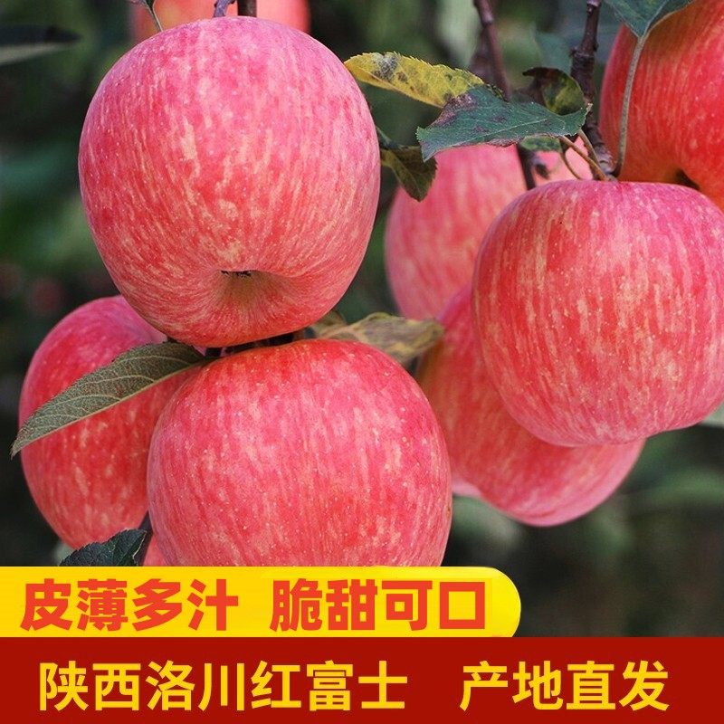 正宗陕西洛川苹果水果新鲜当季整箱红富士冰糖心脆甜产地直发包邮,水产肉类/新鲜蔬果/熟食,苹果,淘宝优惠券,粉丝福利购,淘宝优惠卷