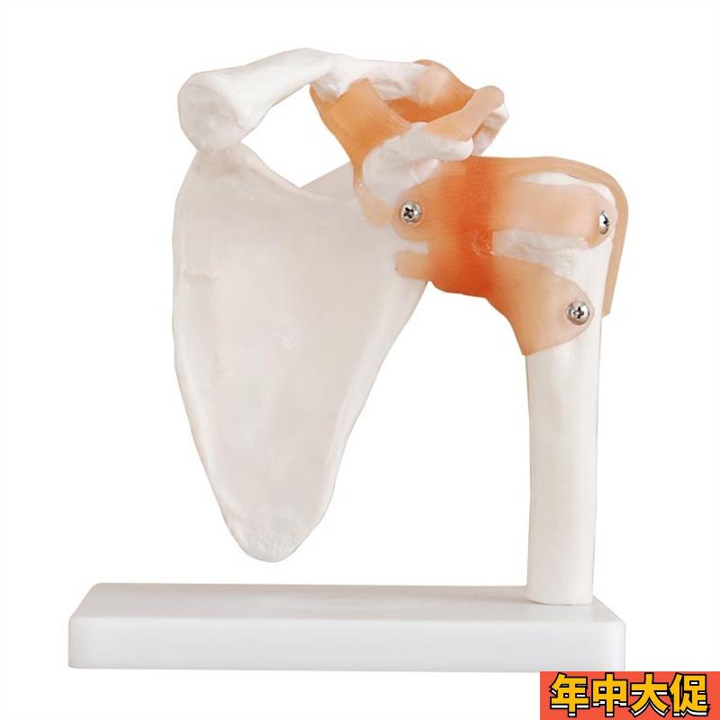 人体六大关节骨骼模型XC114XC113XC112XC111XC110XC109