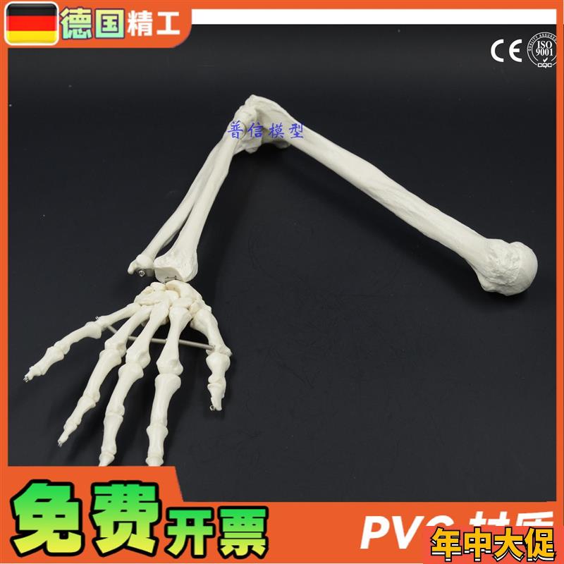 德国】人体骨骼上肢骨成人手臂肱骨尺桡骨1比1手骨模型可弯曲
