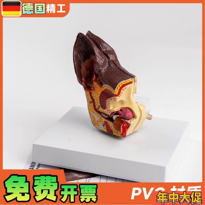 德国】医院教学展示用品礼品动物解剖解剖模型犬科宠物狗耳朵