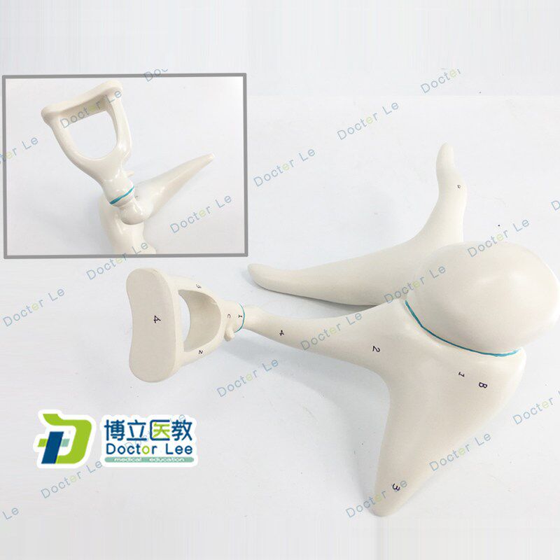 人体内耳听小骨及鼓膜放s大模型耳鼻喉科医患沟通教具 医用解剖教