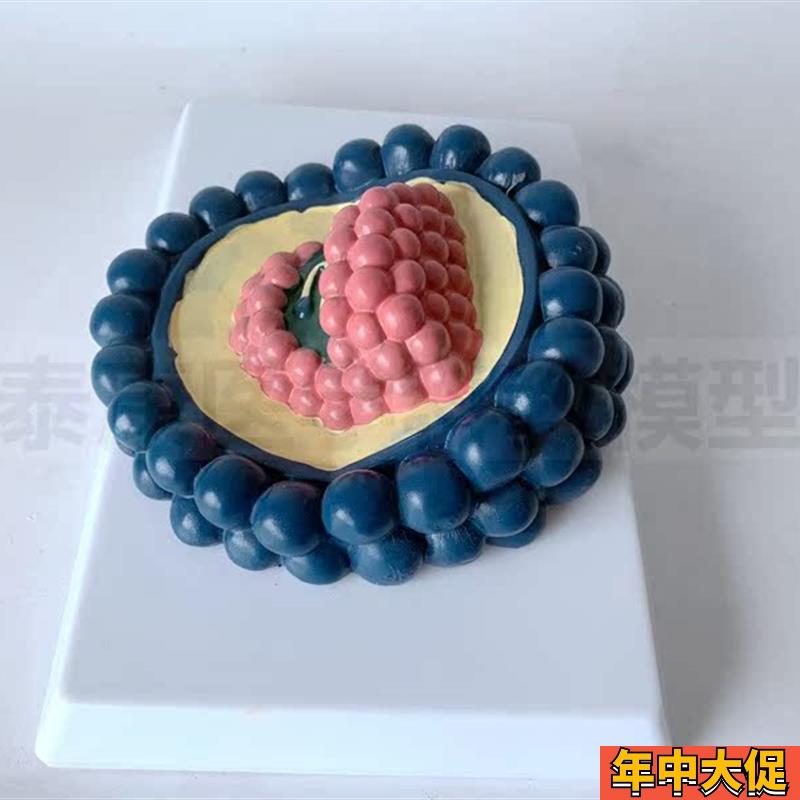 杆状病毒模型狂犬冠状病毒腺病毒噬菌体生物学教具医用展示细菌模