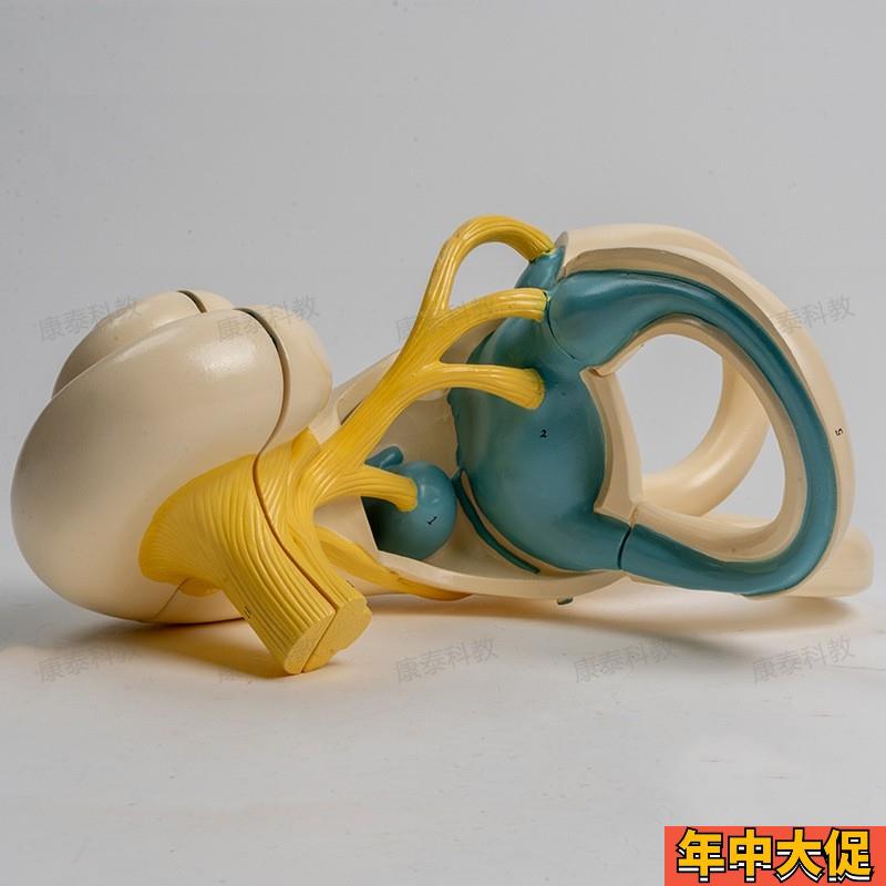 康泰模型内耳放大迷路耳蜗半规管前庭窗听觉器官人体耳朵结构促销