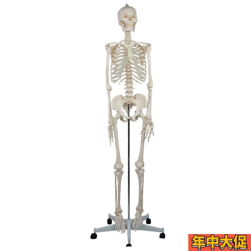 成人男性骨骼无脊神经和颈动脉有泡沫盒包装 人体骨骼教学模型
