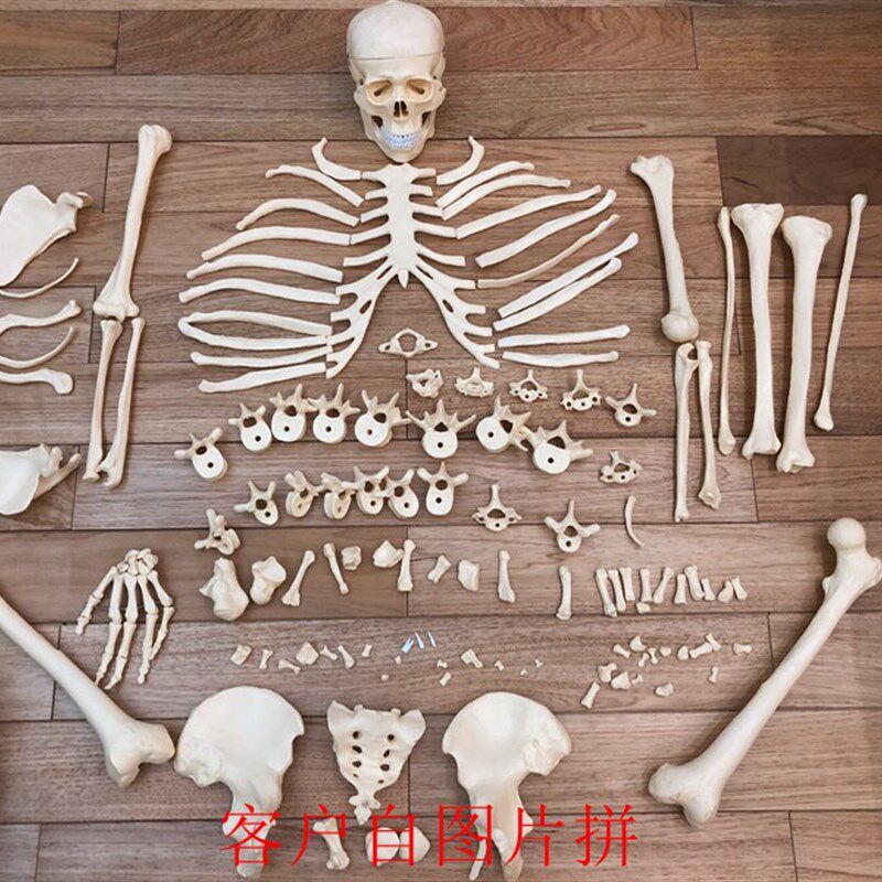 人体1:1人体骨骼模型散骨模型骷髅骨架J型教学 医用人体讲解早教