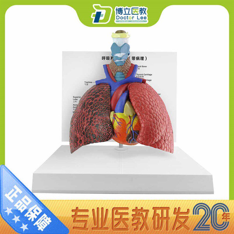 气管心脏模型 可拆呼吸系统模型 吸烟肺模N型 正常肺模型 对比