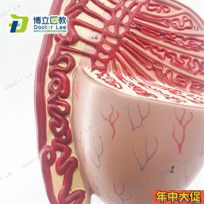 男性生殖器睾丸模型 睾丸结构 生殖泌尿科模型 男科模型