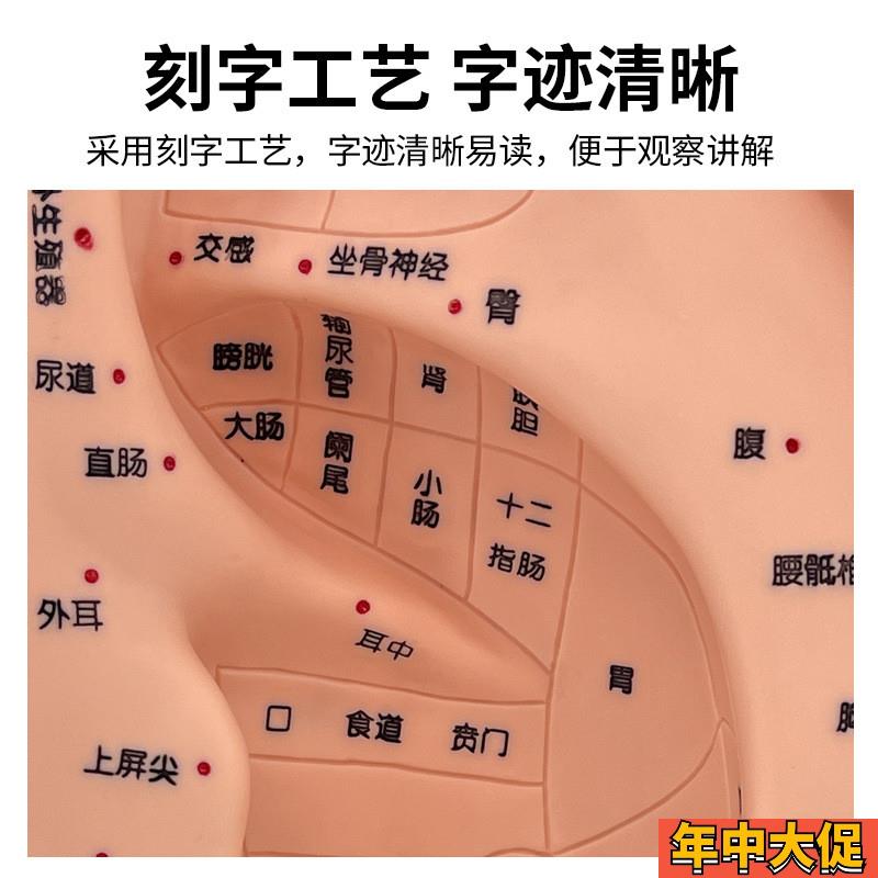 脚穴位模型足部底耳模耳朵手经络手部推拿针灸足底脚模反射模型
