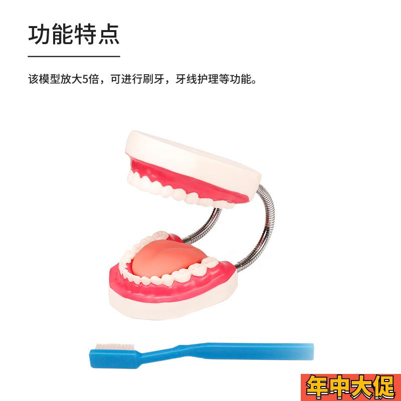 医博BIX-HY护理保健牙齿模型 儿童早教刷牙模型 口腔教学幼儿园