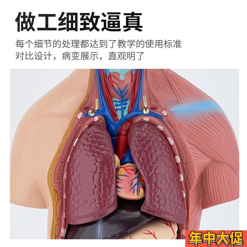45CM人体躯干解剖模型器官可拆卸医学教学心脏内脏模型 两性 23件