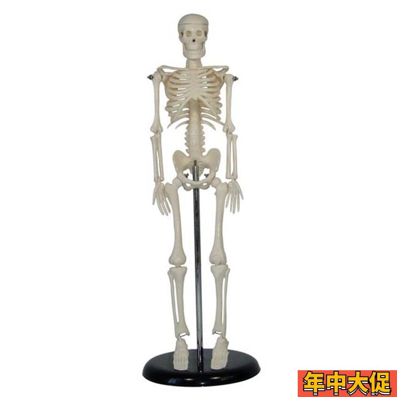 人体 儿童骨骼模型(42cm)小学科学教具 拼装 生物仪器 教学仪器