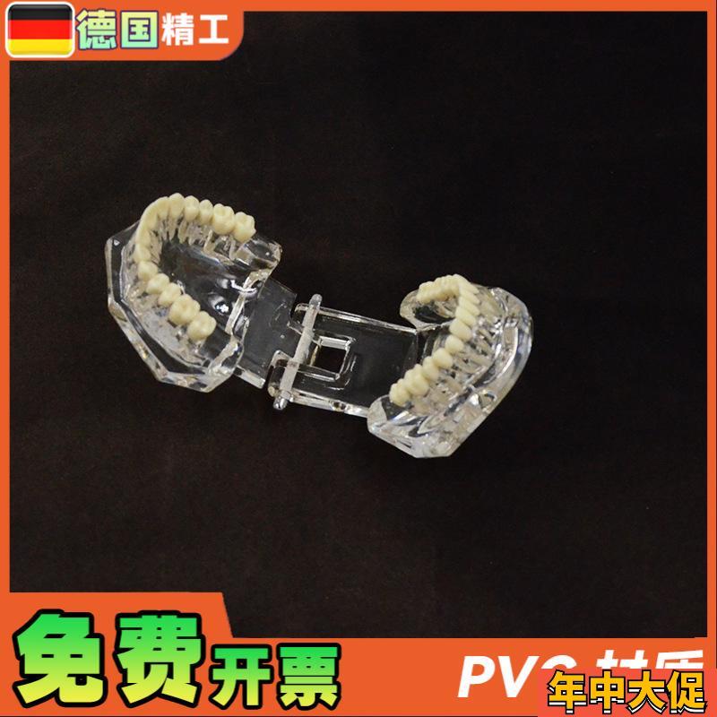 德国PNT-OR14透明标准牙齿模型牙齿模型口腔教学模型28颗牙科模型