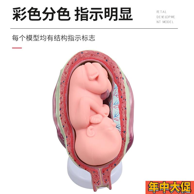 人体胚胎形成胎儿妊娠发育过程模型 妇产科子宫解剖妇幼计生教学