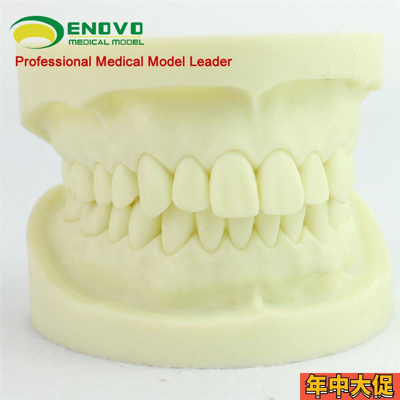 ENOVO颐诺 白刚玉牙模型 牙体预备操作制备练习离体牙 洞备牙医练