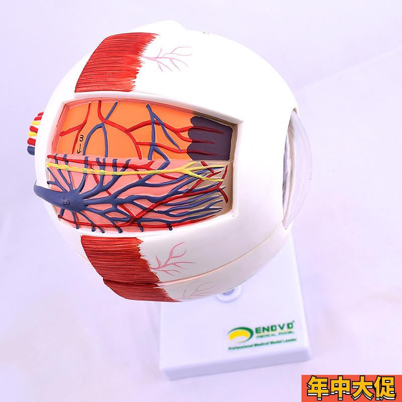 ENOVO颐诺版医学人体眼球解剖模型眼睛结构模型眼珠眼球眼角膜模