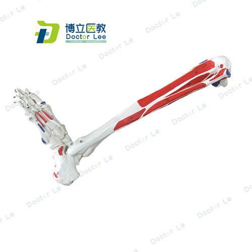 人体腿骨 下肢模型 仿真人体脚模型 下肢大腿T骨脚掌模型标本