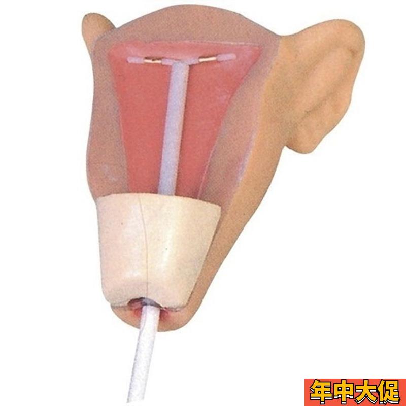 高级宫内避孕训练模型妇科计划生育教学模型计生避孕模型