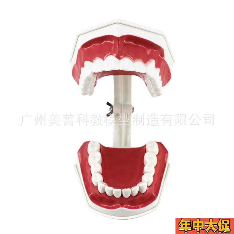 儿童早教刷牙模型两倍大幼儿口腔教学模型牙齿模型幼儿园教刷牙