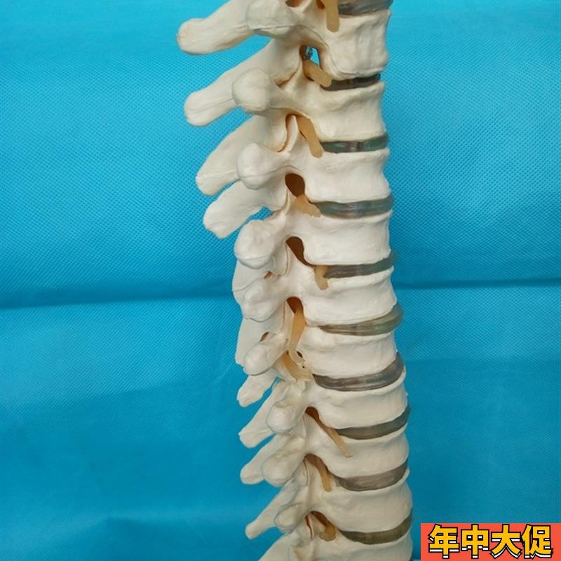 包邮人体1:1胸椎模型 人体骨骼骨架模型 医用教学模型