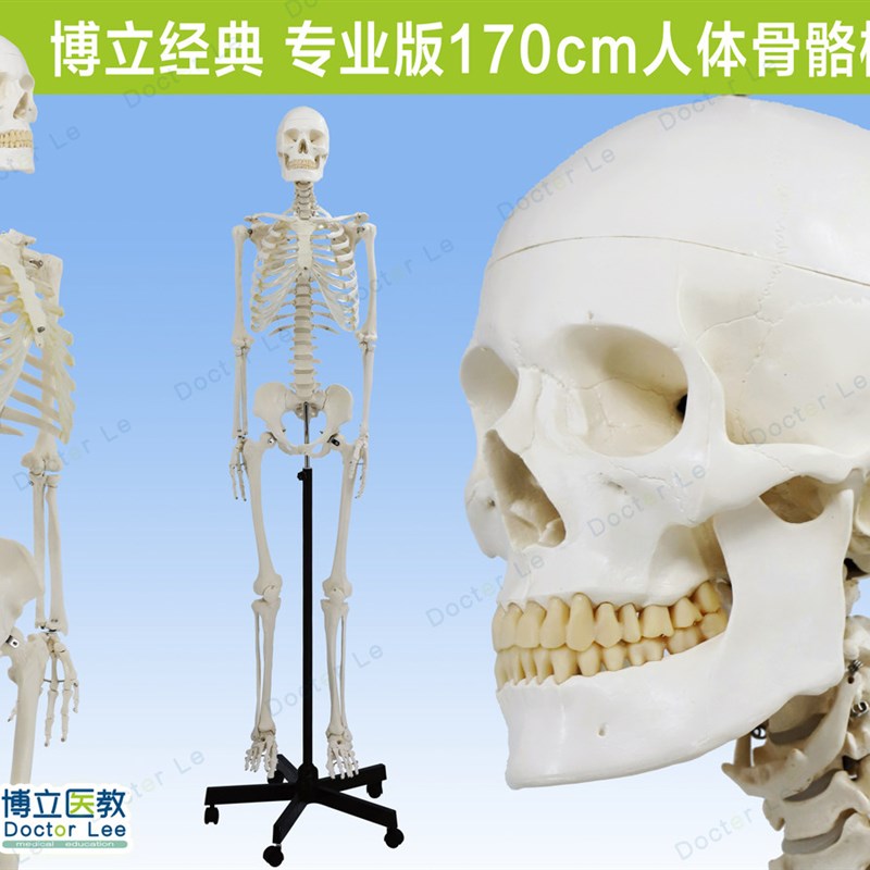 人体医用艺用骨架模型 s正骨骨科 脊椎肌肉脊柱骷髅可拆卸解剖骨