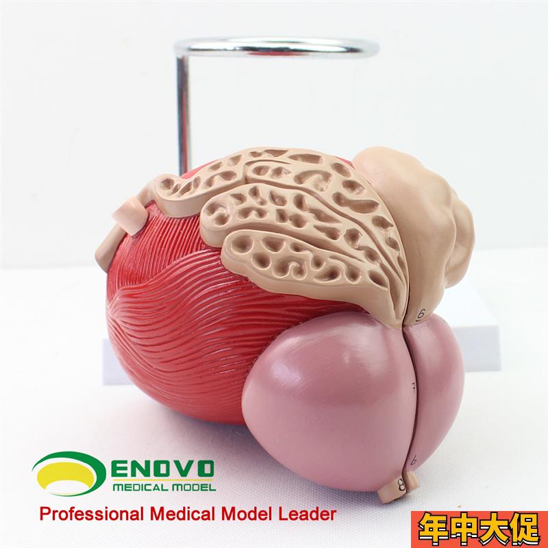 ENOVO颐诺医学人体膀胱模型前列腺模型泌尿生殖系统解剖泌尿科泌