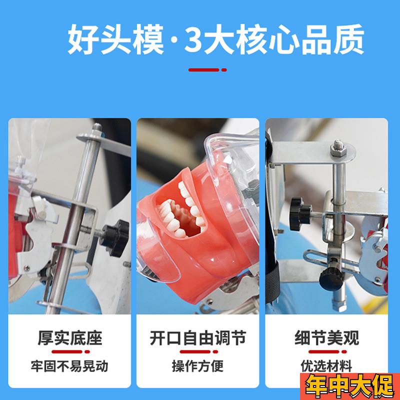 口腔头模仿真头颅牙科材料备牙模型简易练习牙模离体牙根管树脂牙