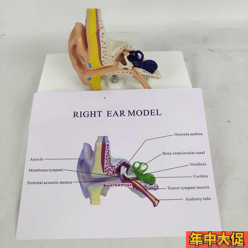 耳朵解剖模型耳蜗鼓膜听小骨外耳道咽鼓管耳科耳鼻喉科教具