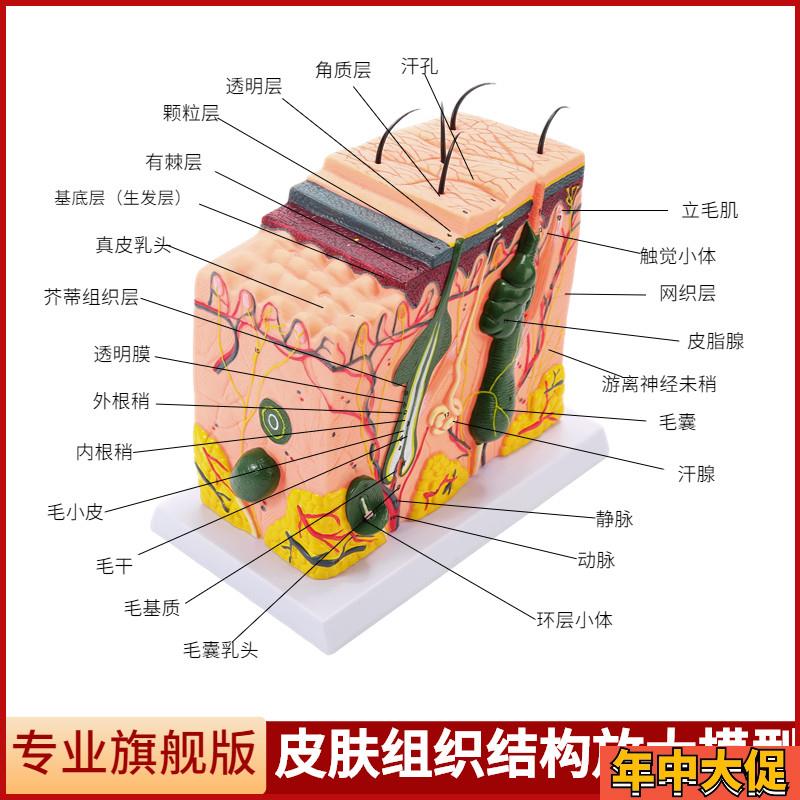 立体皮肤组织结构放大模型层次人体构造分层解剖模具美容整形毛发