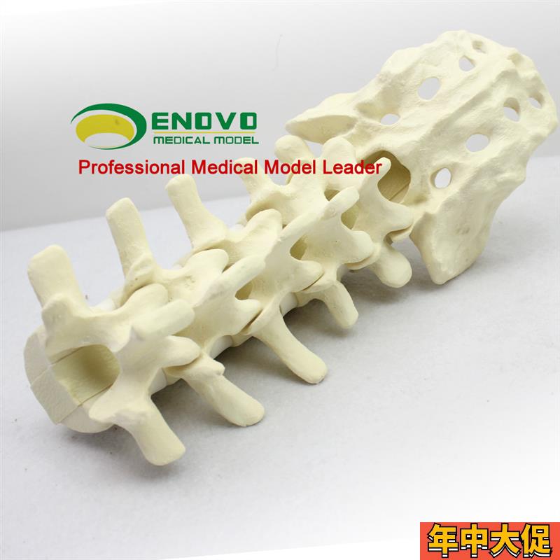 ENOVO颐诺人体 仿真腰椎尾骨模型 骨科手术前Sawbone人体腰椎钉棒