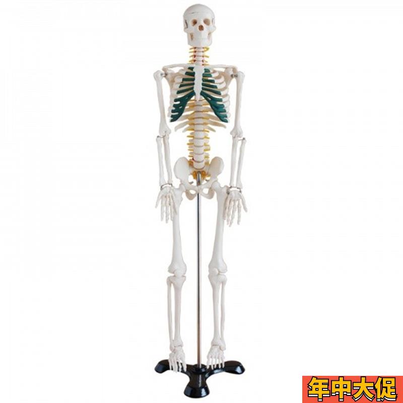 骨骼模型85CM人体全身骨骼模型带神经骨架结构造展示教学模型骷髅