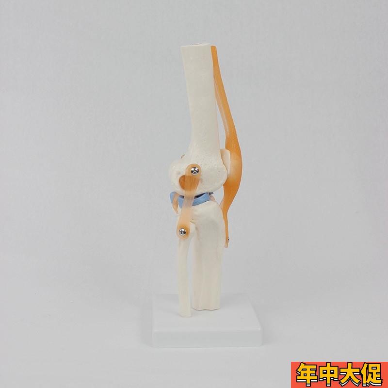 可弯曲膝关节模型伸曲活动半月板韧带膝盖功能练习下肢腿骨脚踝髋