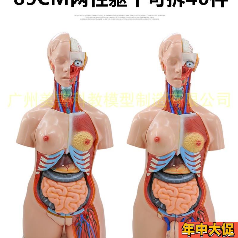 85cm两性 躯干模型 器官互换 可拆 40件 人体解剖模型 医学教具