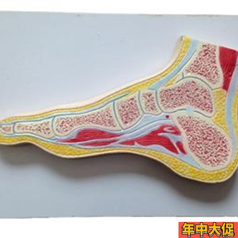 足关节剖面模型人体脚部解剖训练练习标本