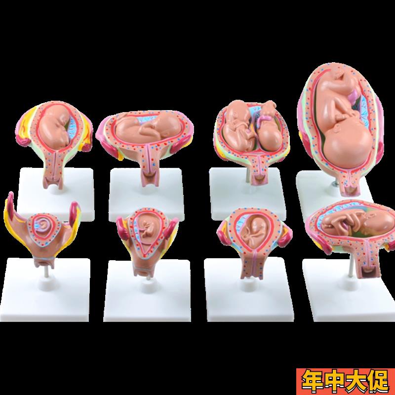 高级妊娠胚胎发育过程模型 胎儿妊娠胎发育过程模型(8件/1套)