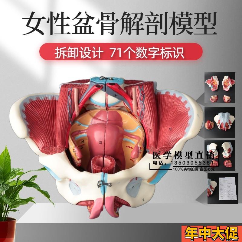 女性骨盆模型盆底肌带生殖器血管神经肌肉子宫人体解剖教学医学