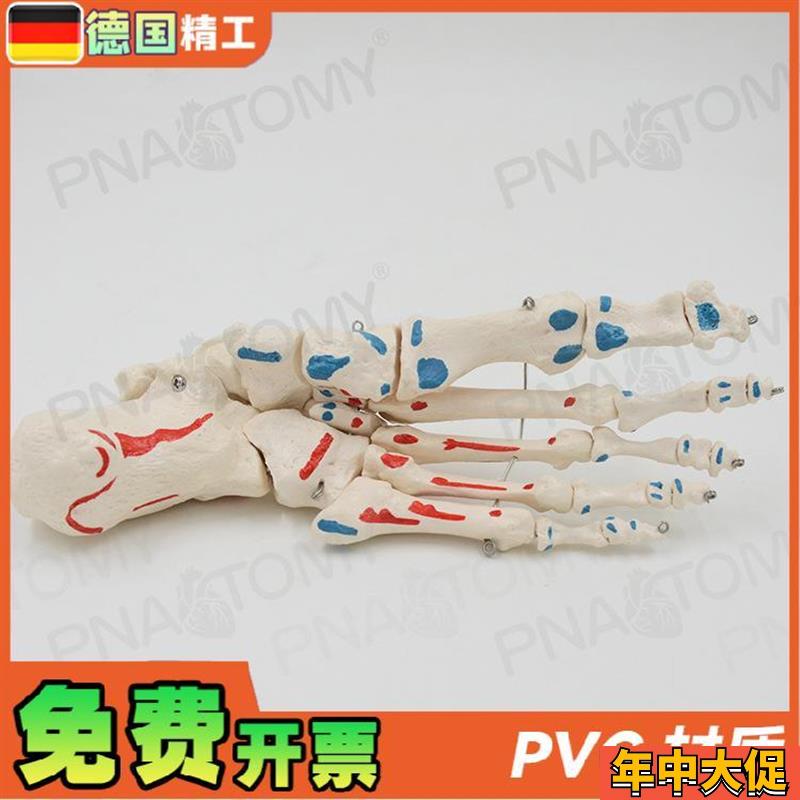 德国】人体足骨脚骨模型仿真脚趾关节骨骼脚掌部骨骼肌肉着色活动