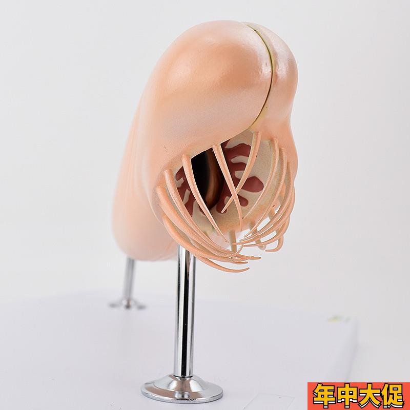 ENOVO颐诺文昌鱼模型蛞蝓鱼脊索动物文昌鱼纲文昌鱼目脊索动物门