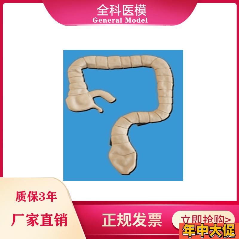 乙状结肠镜检查模型大肠肠道病理检查模型教学示教模具